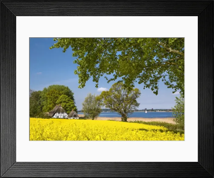 Framed Print : Thatched house and rape field, Schlei fjord, Baltic coast, Schleswig-Holstein, Germany Framed Print : Thatched house and rape field, Schlei fjord, Baltic coast, Schleswig-Holstein, Germany