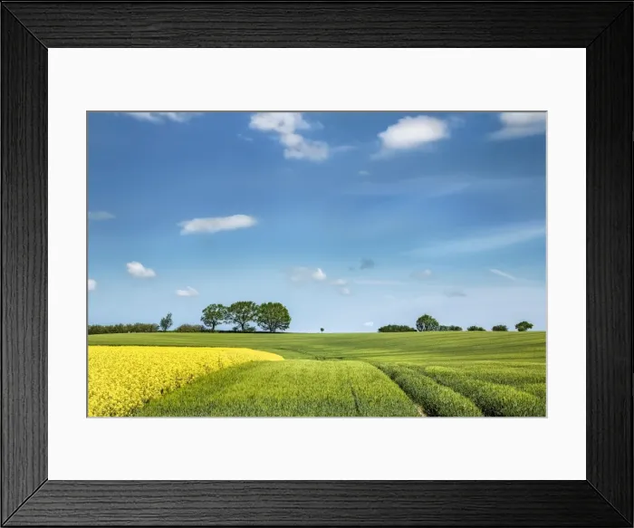 Framed Print : Rape field, Baltic coast, Schleswig-Holstein, Germany Framed Print : Rape field, Baltic coast, Schleswig-Holstein, Germany