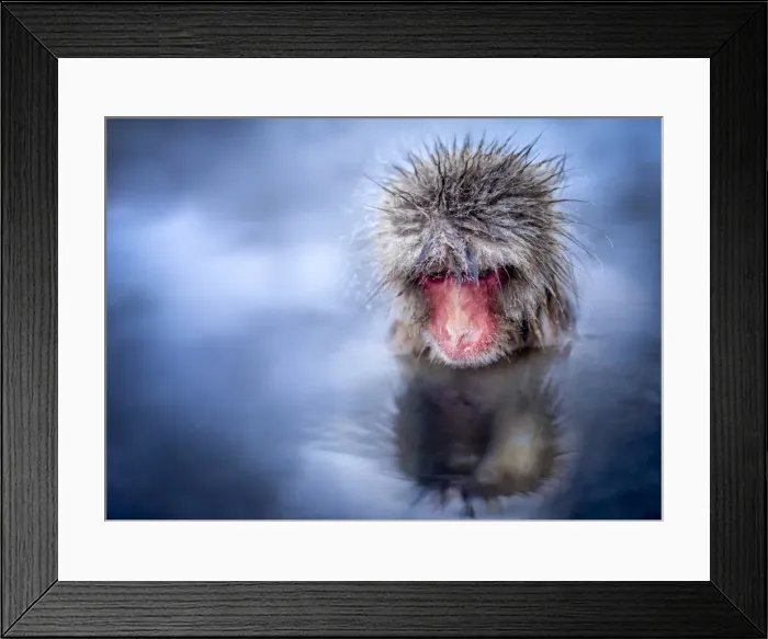 Framed Print : Japanese macaque taking a bath in a hot spring, Yamanouchi, Nagano Prefecture, Japan Framed Print : Japanese macaque taking a bath in a hot spring, Yamanouchi, Nagano Prefecture, Japan