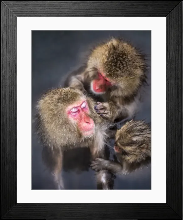 Framed Print : Group of Japanese macaque at the Jigokudani Snow Monkey Park, Yamanouchi, Nagano Prefecture Framed Print : Group of Japanese macaque at the Jigokudani Snow Monkey Park, Yamanouchi, Nagano Prefecture