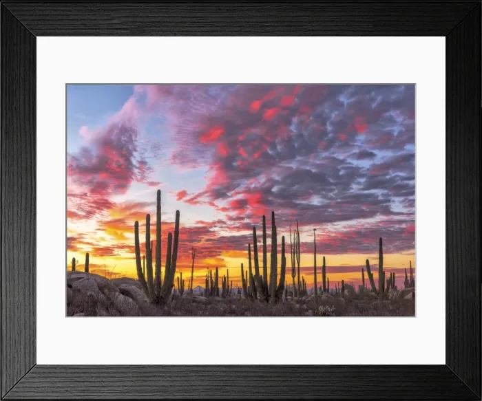 Framed Print : Mexico, Baja California, Cactus forest near Catavinia Framed Print : Mexico, Baja California, Cactus forest near Catavinia