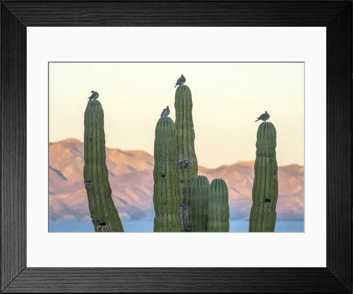 Framed Print : Mexico, Baja California, Sea of Cortez, La Ventana Framed Print : Mexico, Baja California, Sea of Cortez, La Ventana