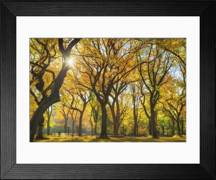 Framed Print : USA, New York City, Manhattan, Central Park, The Mall Framed Print : USA, New York City, Manhattan, Central Park, The Mall
