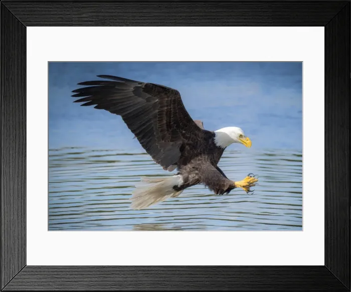 Framed Print : USA, Louisiana, Houmas, Bald Eagle, Haliaeetus leucocephalus Framed Print : USA, Louisiana, Houmas, Bald Eagle, Haliaeetus leucocephalus