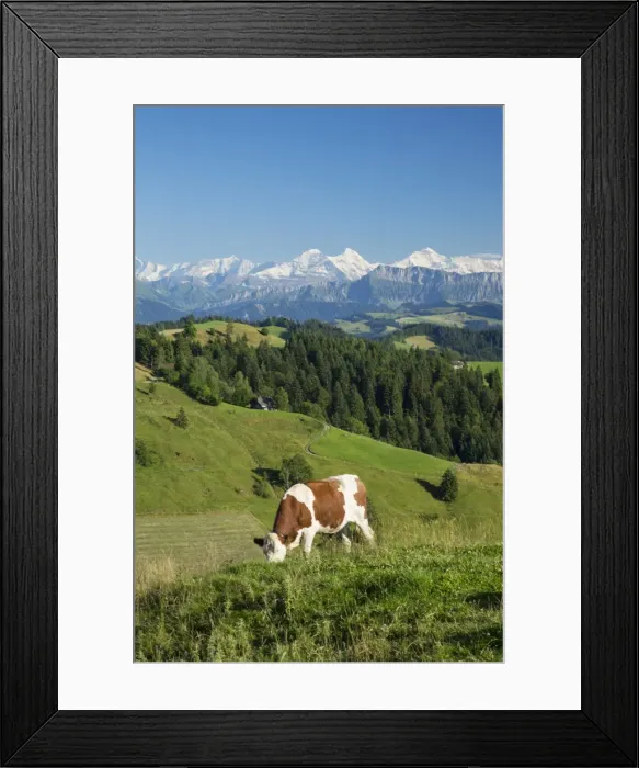 Framed Print : Grazing cows, Emmental Valley and Swiss alps in the background, Berner Oberland Framed Print : Grazing cows, Emmental Valley and Swiss alps in the background, Berner Oberland