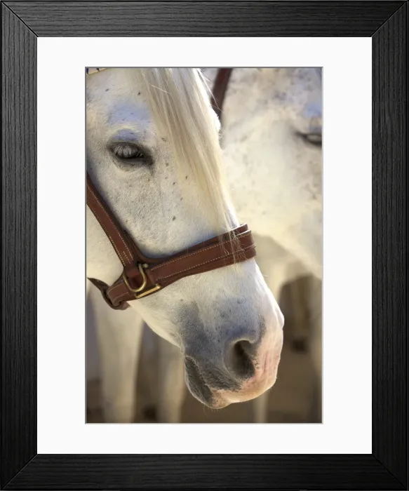 Framed Print : Yeguada de la Cartuja, Finca Fuente del Suero, Jerez de la Frontera, Cadiz Province Framed Print : Yeguada de la Cartuja, Finca Fuente del Suero, Jerez de la Frontera, Cadiz Province