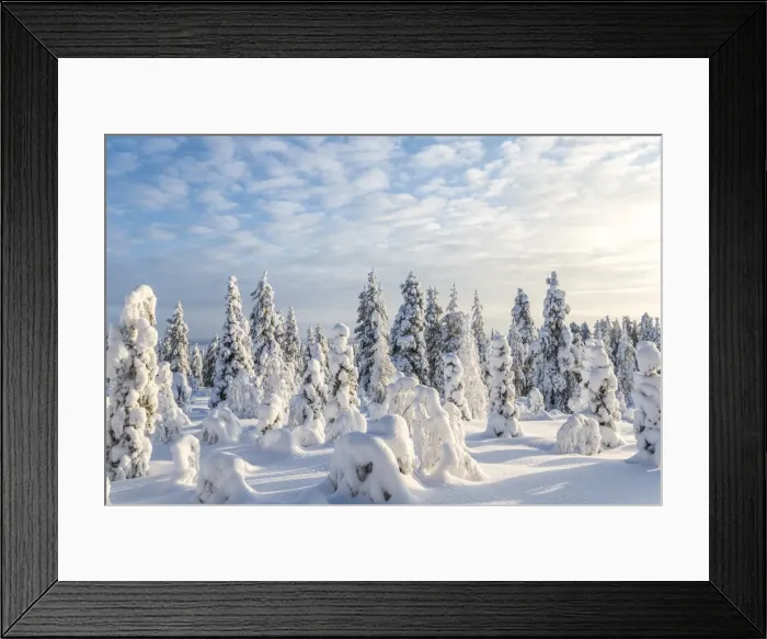 Framed Print : Snow covered trees, Riisitunturi National Park, Lapland, Finland Framed Print : Snow covered trees, Riisitunturi National Park, Lapland, Finland