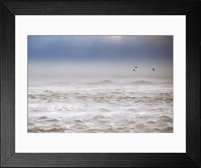 Framed Print : Iceland, South Iceland, Wild swans fighting against strong gales on the south coast Framed Print : Iceland, South Iceland, Wild swans fighting against strong gales on the south coast