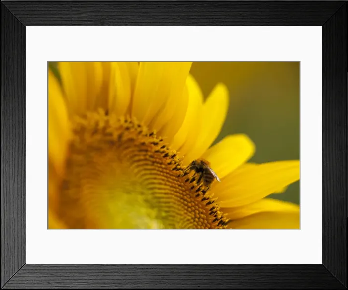 Framed Print : Italy, Friuli Venezia Giulia, bee on a sunflower