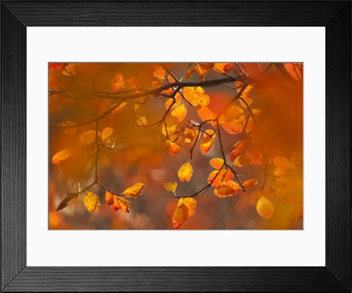 Framed Print : Italy, Friuli Venezia Giulia, beech leafs in autumn Framed Print : Italy, Friuli Venezia Giulia, beech leafs in autumn