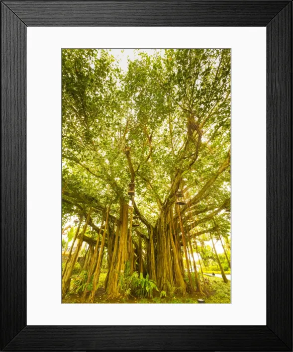 Framed Print : Banyan Tree, D eau Douce, Flacq, East Coast, Mauritius Framed Print : Banyan Tree, D eau Douce, Flacq, East Coast, Mauritius