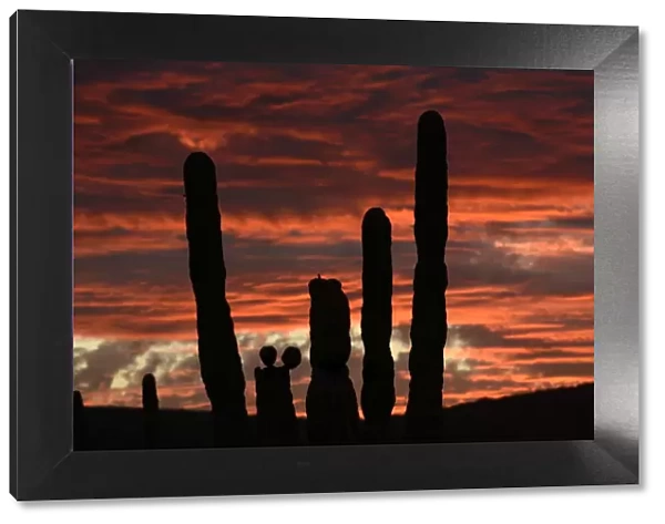 Sunset with cactus, Baja California, Mexico