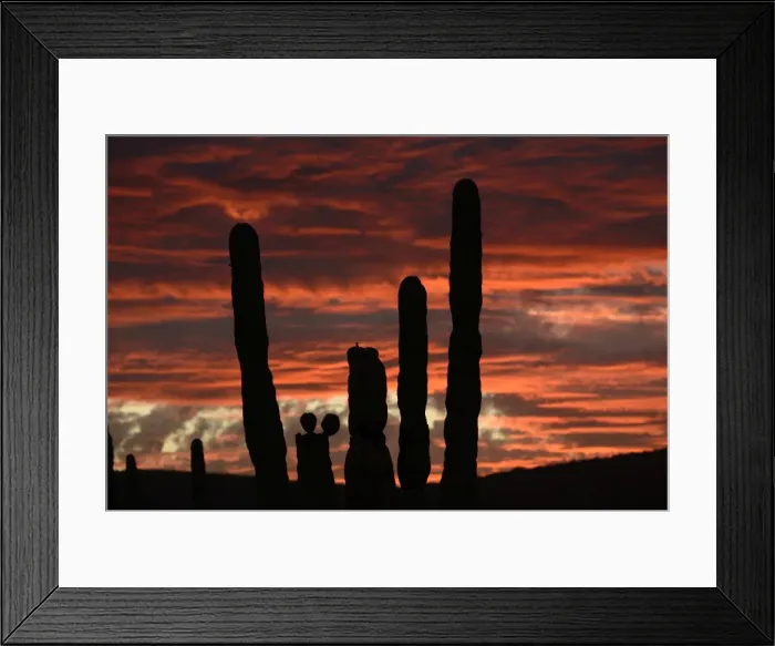 Framed Print : Sunset with cactus, Baja California, Mexico Framed Print : Sunset with cactus, Baja California, Mexico