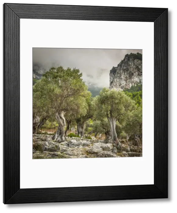 Framed Print : Olive trees, Serra de Tramuntana, Mallorca (Majorca), Balearic Islands, Spain Framed Print : Olive trees, Serra de Tramuntana, Mallorca (Majorca), Balearic Islands, Spain