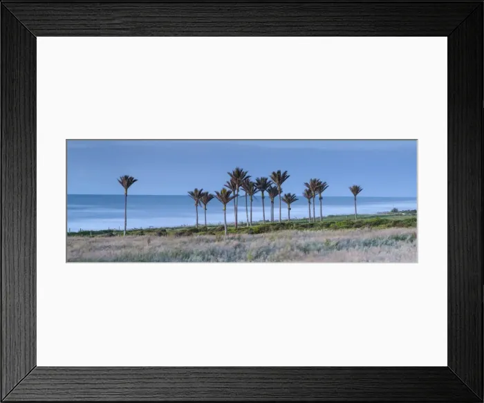 Framed Print : Coastal Nikau Stand, Karamea, West Coast, South Island, New Zealand Framed Print : Coastal Nikau Stand, Karamea, West Coast, South Island, New Zealand