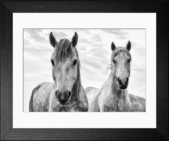 Framed Print : White horses, Camargue, France Framed Print : White horses, Camargue, France