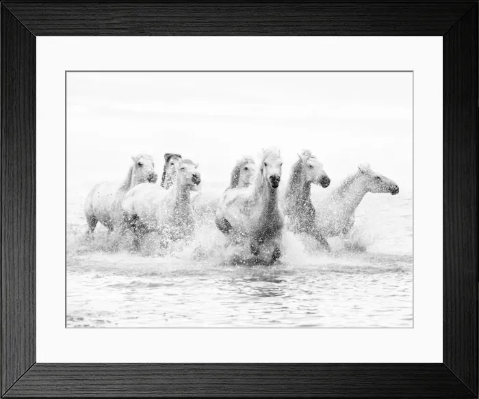 Framed Print : White horses of Camargue running through the water, Camargue, France Framed Print : White horses of Camargue running through the water, Camargue, France