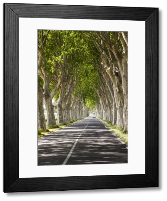 Framed Print : A tree-lined road, Languedoc-Roussillon, France Framed Print : A tree-lined road, Languedoc-Roussillon, France
