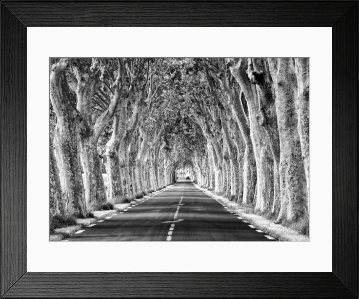Framed Print : A tree-lined road, Languedoc-Roussillon, France