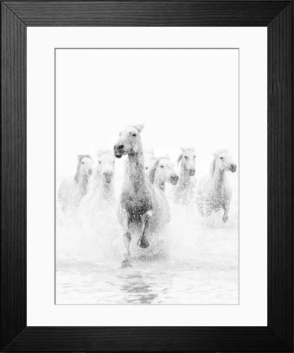 Framed Print : White horses of Camargue running through the water, Camargue, France Framed Print : White horses of Camargue running through the water, Camargue, France