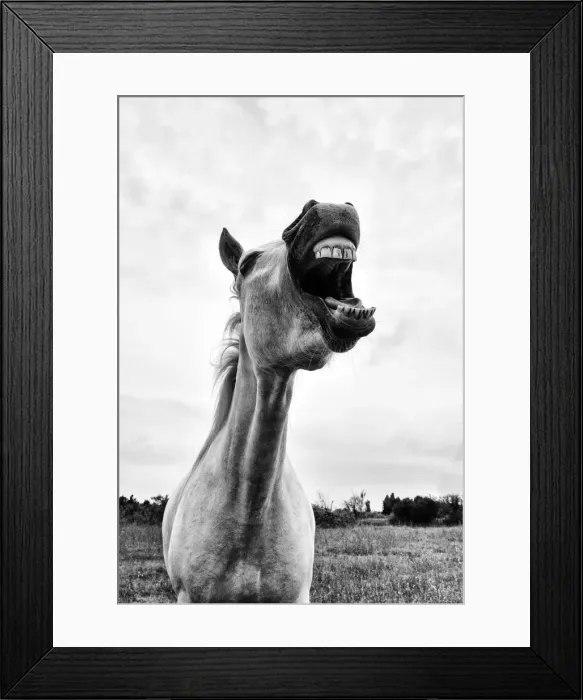 Framed Print : Grinning horse, Camargue, France Framed Print : Grinning horse, Camargue, France