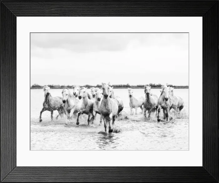 Framed Print : Camargue white horses galloping through water, Camargue, France