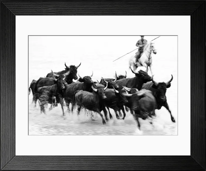 Framed Print : Black bulls of Camargue and their herder running through the water, Camargue, France Framed Print : Black bulls of Camargue and their herder running through the water, Camargue, France