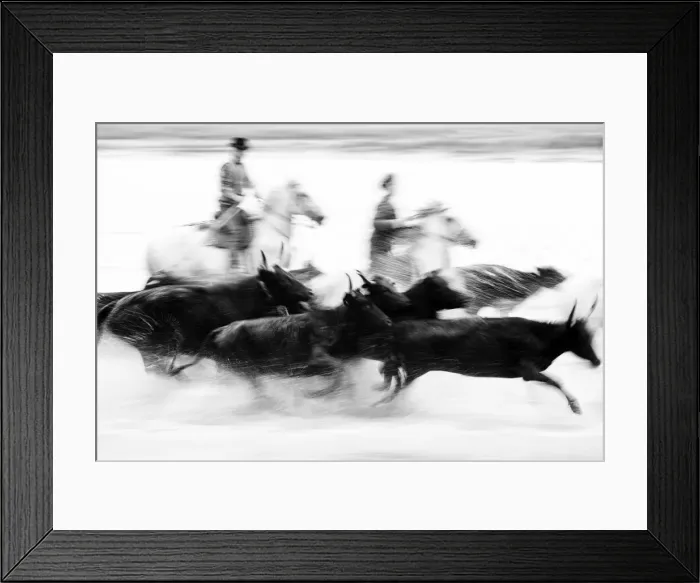 Framed Print : Black bulls of Camargue and their herders running through the water, Camargue, France Framed Print : Black bulls of Camargue and their herders running through the water, Camargue, France