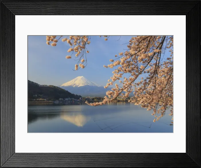 Framed Print : Japan, Yamanashi Prefecture, Kawaguchi-ko Lake, Mt Fuji and Cherry Blossoms Framed Print : Japan, Yamanashi Prefecture, Kawaguchi-ko Lake, Mt Fuji and Cherry Blossoms