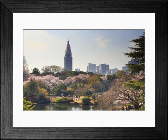 Framed Print : Japan, Tokyo, Shinjuku Gyoen National Garden, Cherry Trees in full bloom Framed Print : Japan, Tokyo, Shinjuku Gyoen National Garden, Cherry Trees in full bloom