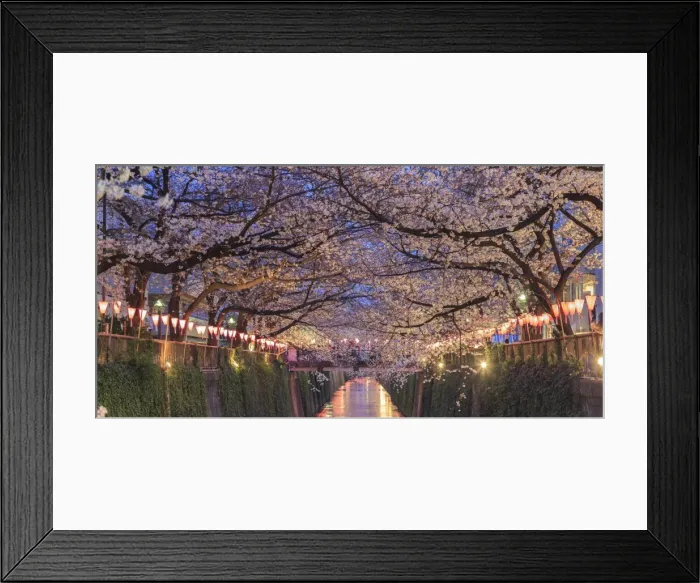 Framed Print : Japan, Tokyo, Cherry Trees in full bloom along Meguro River Framed Print : Japan, Tokyo, Cherry Trees in full bloom along Meguro River