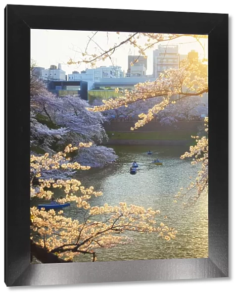 Japan, Tokyo, Chidorigafuchi Park, Cherry Trees in full bloom near the Imperial Palace