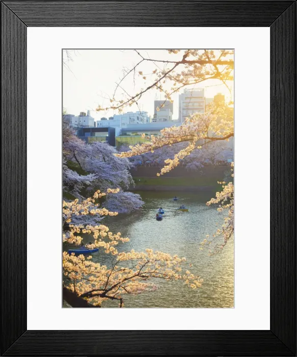 Framed Print : Japan, Tokyo, Chidorigafuchi Park, Cherry Trees in full bloom near the Imperial Palace