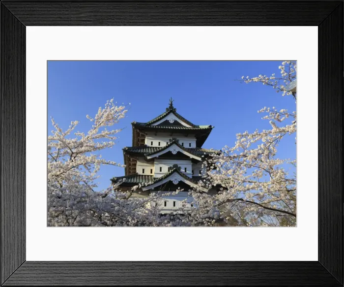 Framed Print : Japan, Aomori Prefecture, Hirosaki, Hirosaki Jo Castle and cherry trees Framed Print : Japan, Aomori Prefecture, Hirosaki, Hirosaki Jo Castle and cherry trees