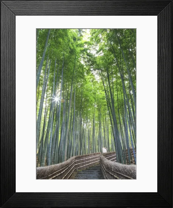 Framed Print : Japan, Kyoto, Arashiyama, Adashino Nembutsu-ji Temple, Bamboo Forest Framed Print : Japan, Kyoto, Arashiyama, Adashino Nembutsu-ji Temple, Bamboo Forest