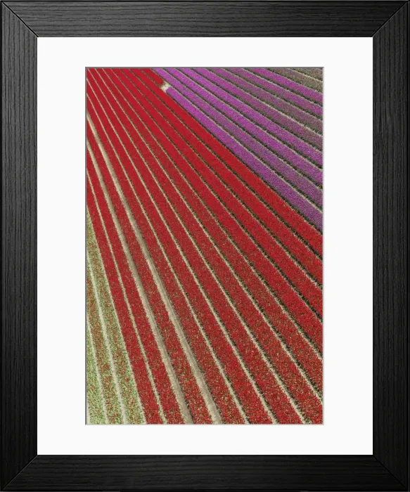Framed Print : Aerial view of the tulip fields in North Holland, The Netherlands