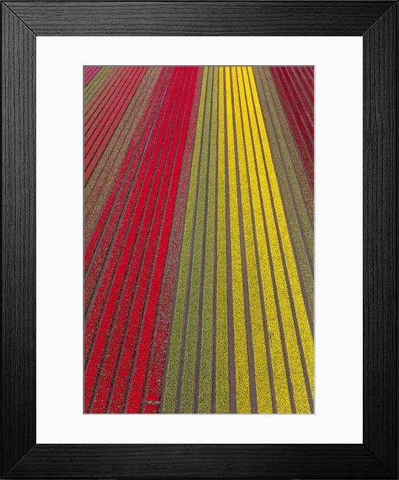 Framed Print : Aerial view of the tulip fields in North Holland, The Netherlands Framed Print : Aerial view of the tulip fields in North Holland, The Netherlands