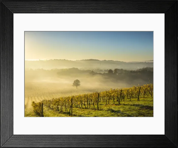 Framed Print : Denbies Wine Estate (Largest vineyard in England), North Downs Way, Dorking, Surrey Framed Print : Denbies Wine Estate (Largest vineyard in England), North Downs Way, Dorking, Surrey