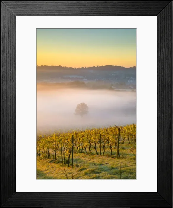 Framed Print : Denbies Wine Estate (Largest vineyard in England), North Downs Way, Dorking, Surrey Framed Print : Denbies Wine Estate (Largest vineyard in England), North Downs Way, Dorking, Surrey