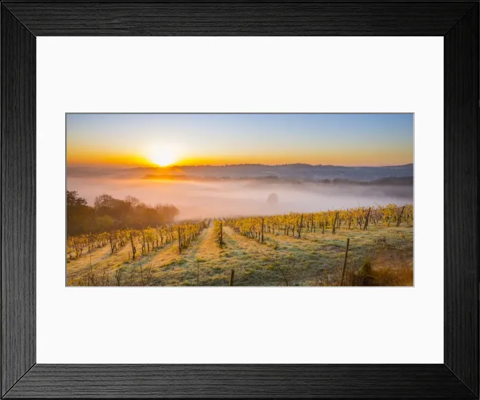 Framed Print : Denbies Wine Estate (Largest vineyard in England), North Downs Way, Dorking, Surrey Framed Print : Denbies Wine Estate (Largest vineyard in England), North Downs Way, Dorking, Surrey