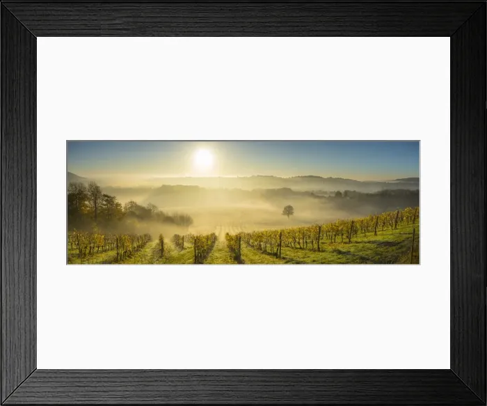 Framed Print : Denbies Wine Estate (Largest vineyard in England), North Downs Way, Dorking, Surrey Framed Print : Denbies Wine Estate (Largest vineyard in England), North Downs Way, Dorking, Surrey