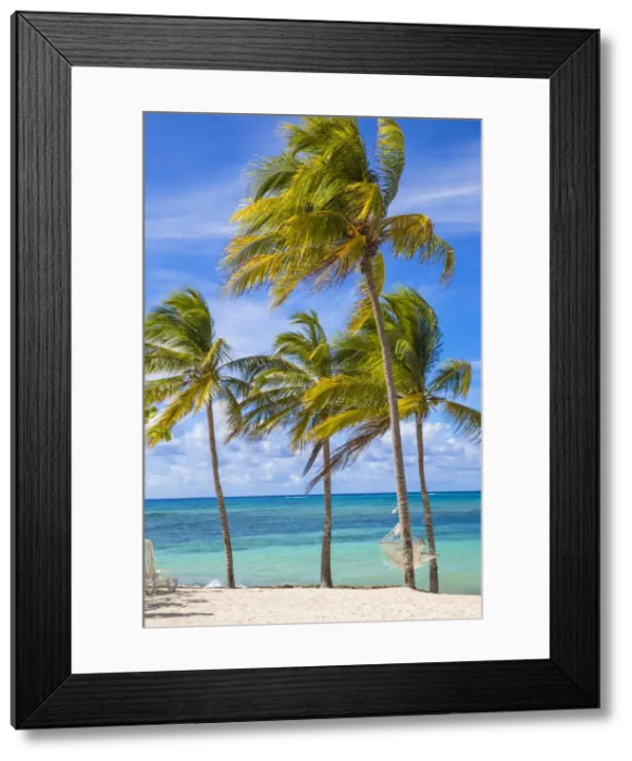 Framed Print : Cuba, Holguin Province, Hammock between palm trees on Playa Guardalvaca Framed Print : Cuba, Holguin Province, Hammock between palm trees on Playa Guardalvaca