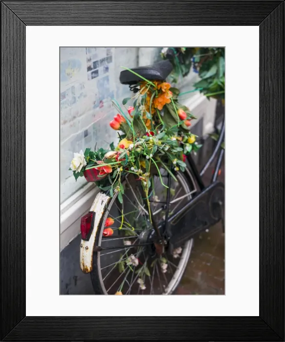 Framed Print : Netherlands, Amsterdam, bicycle covered in tuiips Framed Print : Netherlands, Amsterdam, bicycle covered in tuiips