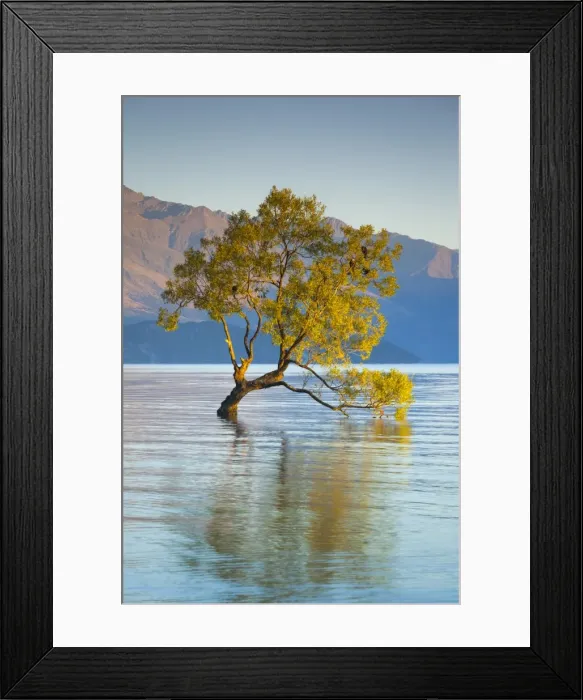 Framed Print : New Zealand, South Island, Otago, Wanaka, Lake Wanaka, solitary tree, dawn Framed Print : New Zealand, South Island, Otago, Wanaka, Lake Wanaka, solitary tree, dawn