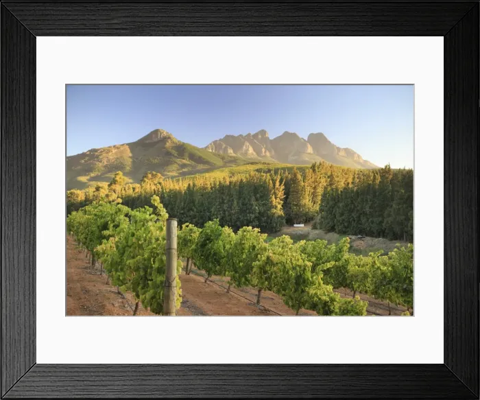 Framed Print : South Africa, Western Cape, Paarl, Doolhof Wine Estate