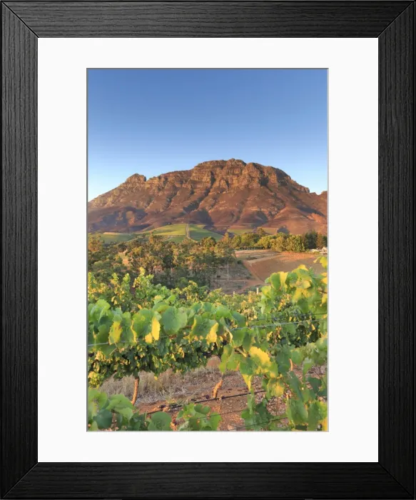 Framed Print : South Africa, Western Cape, Stellenbosch, Tokara Wine Estate Framed Print : South Africa, Western Cape, Stellenbosch, Tokara Wine Estate