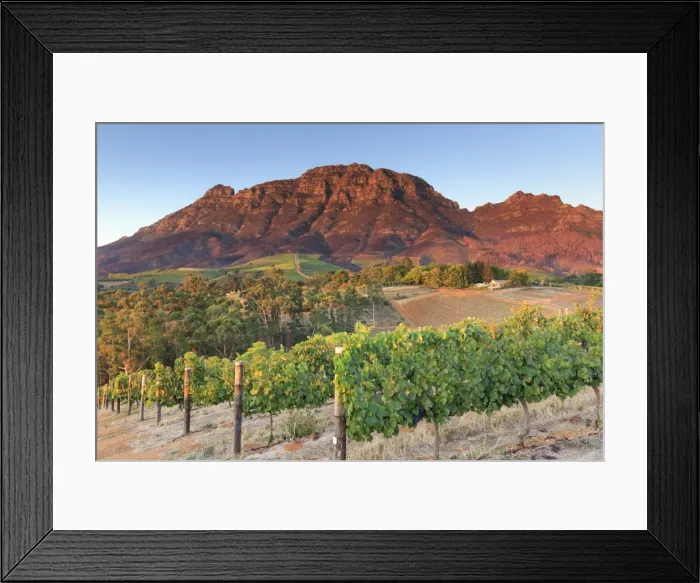 Framed Print : South Africa, Western Cape, Stellenbosch, Tokara Wine Estate Framed Print : South Africa, Western Cape, Stellenbosch, Tokara Wine Estate