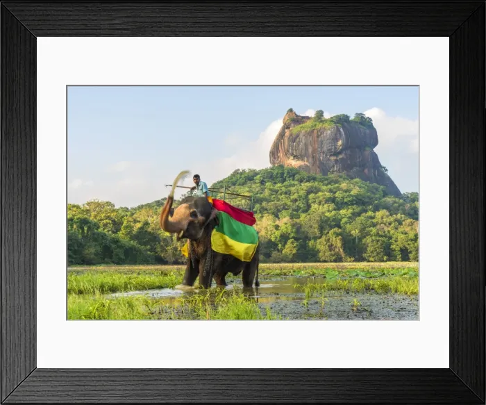 Framed Print : Elephant ride with Lion Rock, Ancient Rock Fortress behind, Sigiriya, Sri Lanka