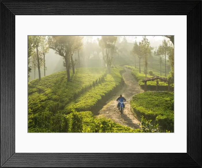 Framed Print : Motorcyclist, Tea Estate & morning mist, Hapatule, Southern Highlands, Sri Lanka Framed Print : Motorcyclist, Tea Estate & morning mist, Hapatule, Southern Highlands, Sri Lanka