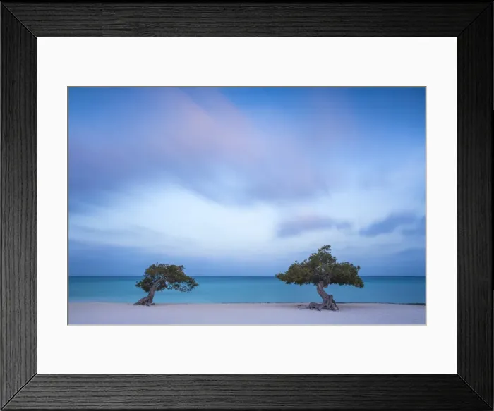 Framed Print : Caribbean, Netherland Antilles, Aruba, Divi Divi Trees on Eagle Beach Framed Print : Caribbean, Netherland Antilles, Aruba, Divi Divi Trees on Eagle Beach